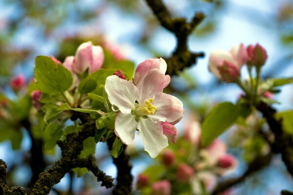 A beautiful flowering tree in spring