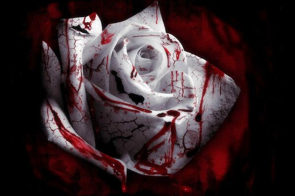 A bloody white rose on red silk