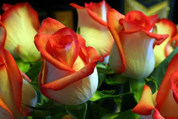 Red and white rose buds