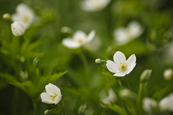 Fleurs blanches sur fond d herbe verte