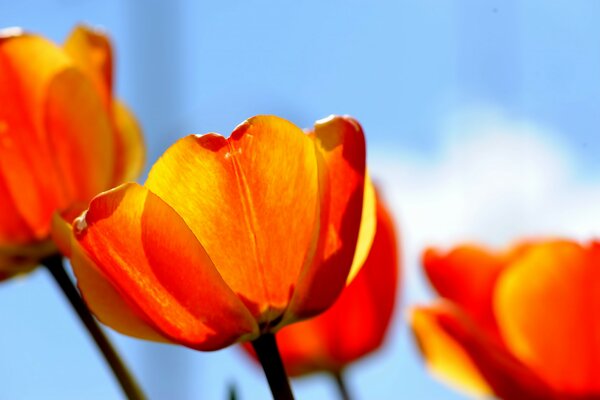 Red tulips on a blue sky background