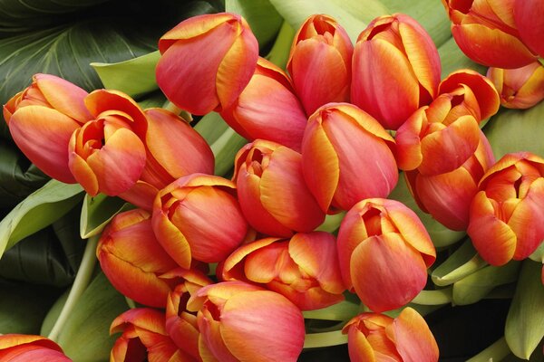 Beau bouquet de bourgeons de tulipes