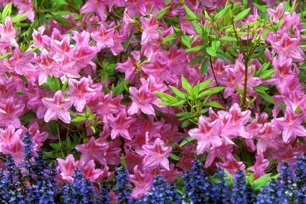 Bright flowers in the garden for the hedge