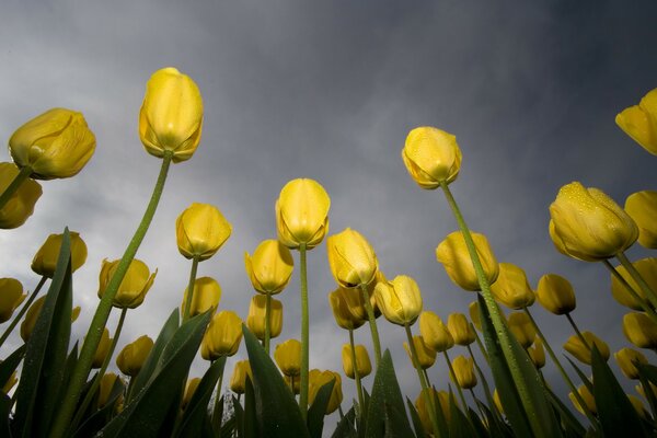 Żółte tulipany na tle chmur