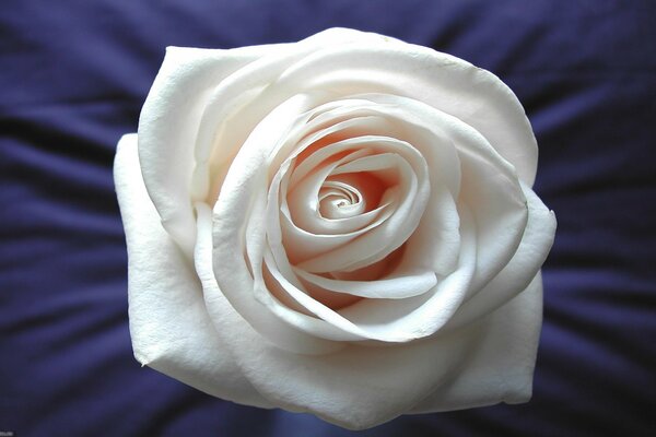 Rosa blanca en una sábana de seda