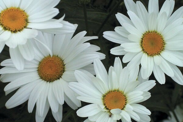 Weiße Gänseblümchen mit schönen Blütenblättern