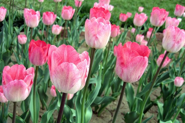 Erstaunliche rosa Tulpen auf dem Feld