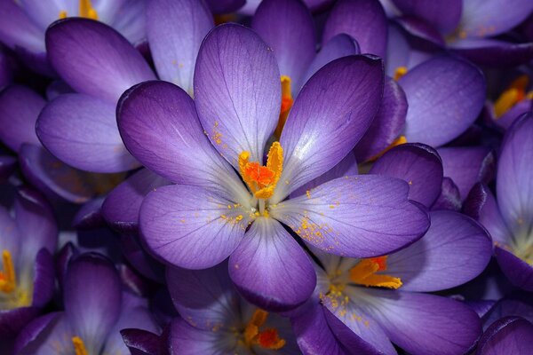 Flores púrpuras con un centro brillante