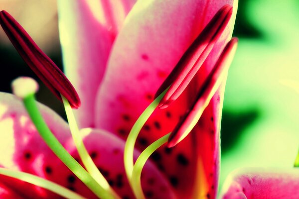 Blume mit Blütenblättern durch die Augen des Künstlers