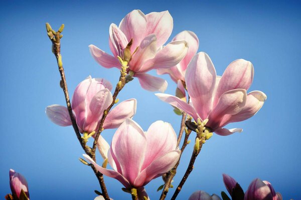 Frühling im Süden der Magnolie in Farbe