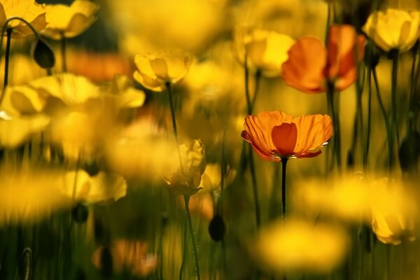 Coquelicots jaunes et orange avec des bourgeons non ouverts