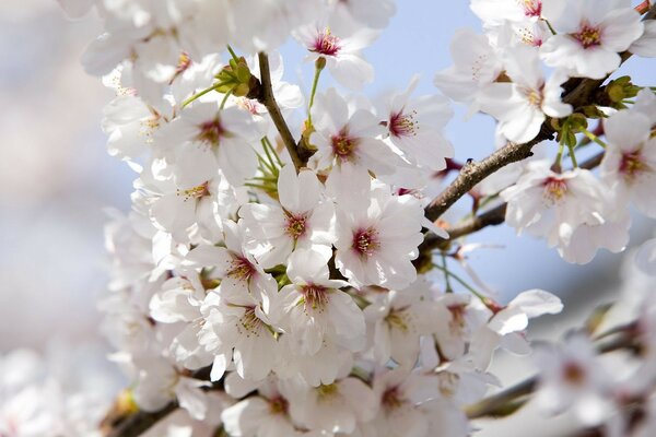 Fleurs de pommier sur une branche