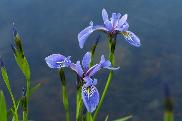 Fiori di Iris sulla superficie dell acqua