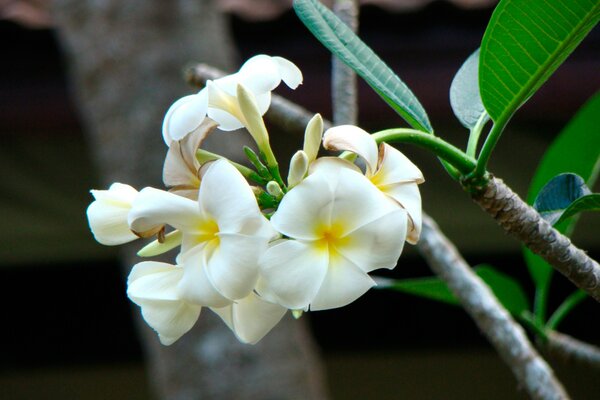 Weiße Orchidee in den Wäldern Thailands