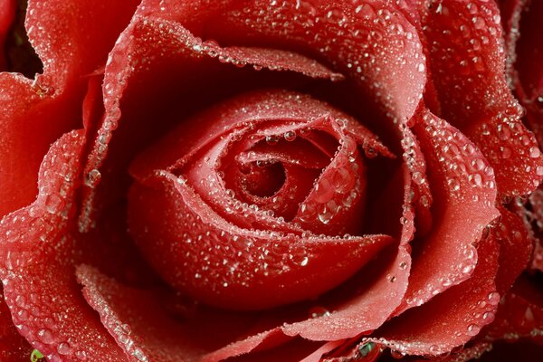 Red rose with dew drops