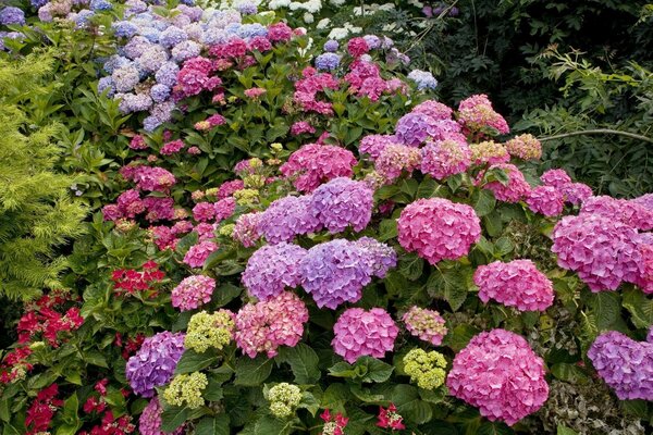 Schönes Blumenbeet mit hellen Blumen