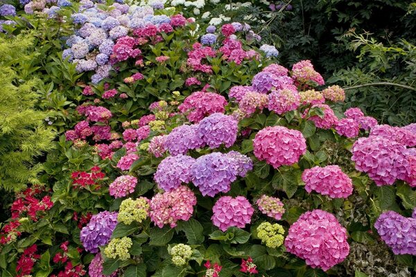 Beautiful flowerbed with bright flowers