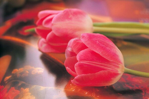 Red tulips. Delicate photo of flowers