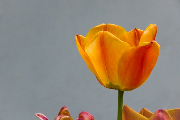 Tulips for tenderness and love for the holiday