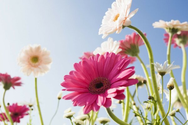 El color del sol cae sobre las hermosas gerberas