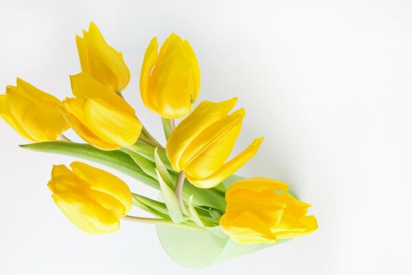 Bouquet de tulipes jaunes sur fond blanc