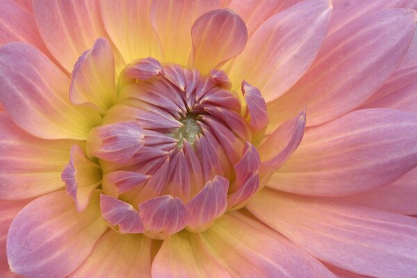Blühende Knospe der lila Dahlien