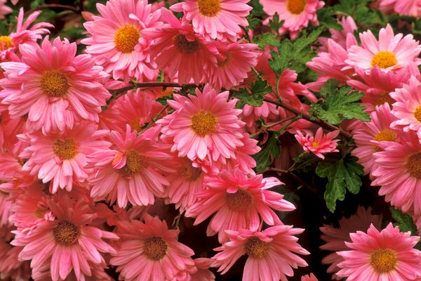 Leuchtend rosa Chrysanthemen mit Blättern