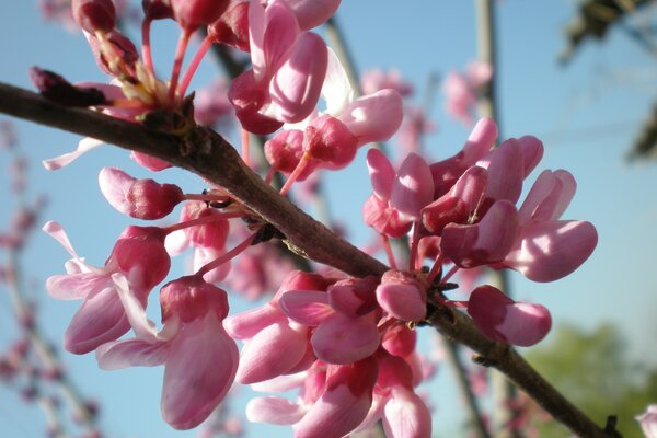 Ein Zweig mit kleinen rosa Blüten