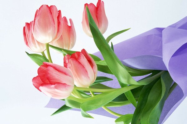 Delicate bouquet of pink tulips