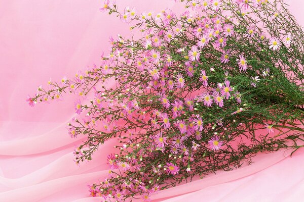 Bouquet of pink daisies on a pink background