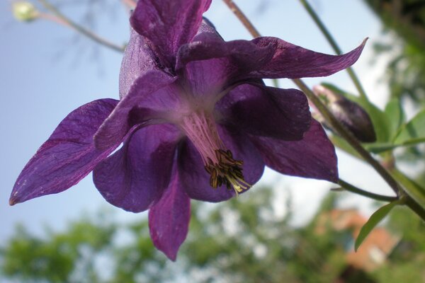 Beautiful bell on the sky background