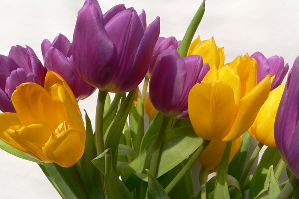 Las flores más primaverales: tulipanes