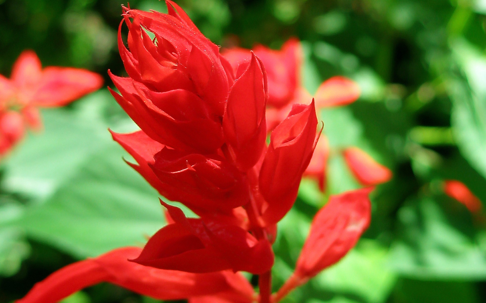 fiori pianta rosso