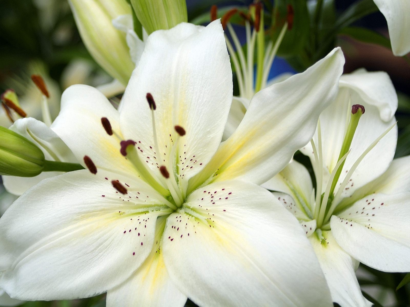 flor lirio blanco