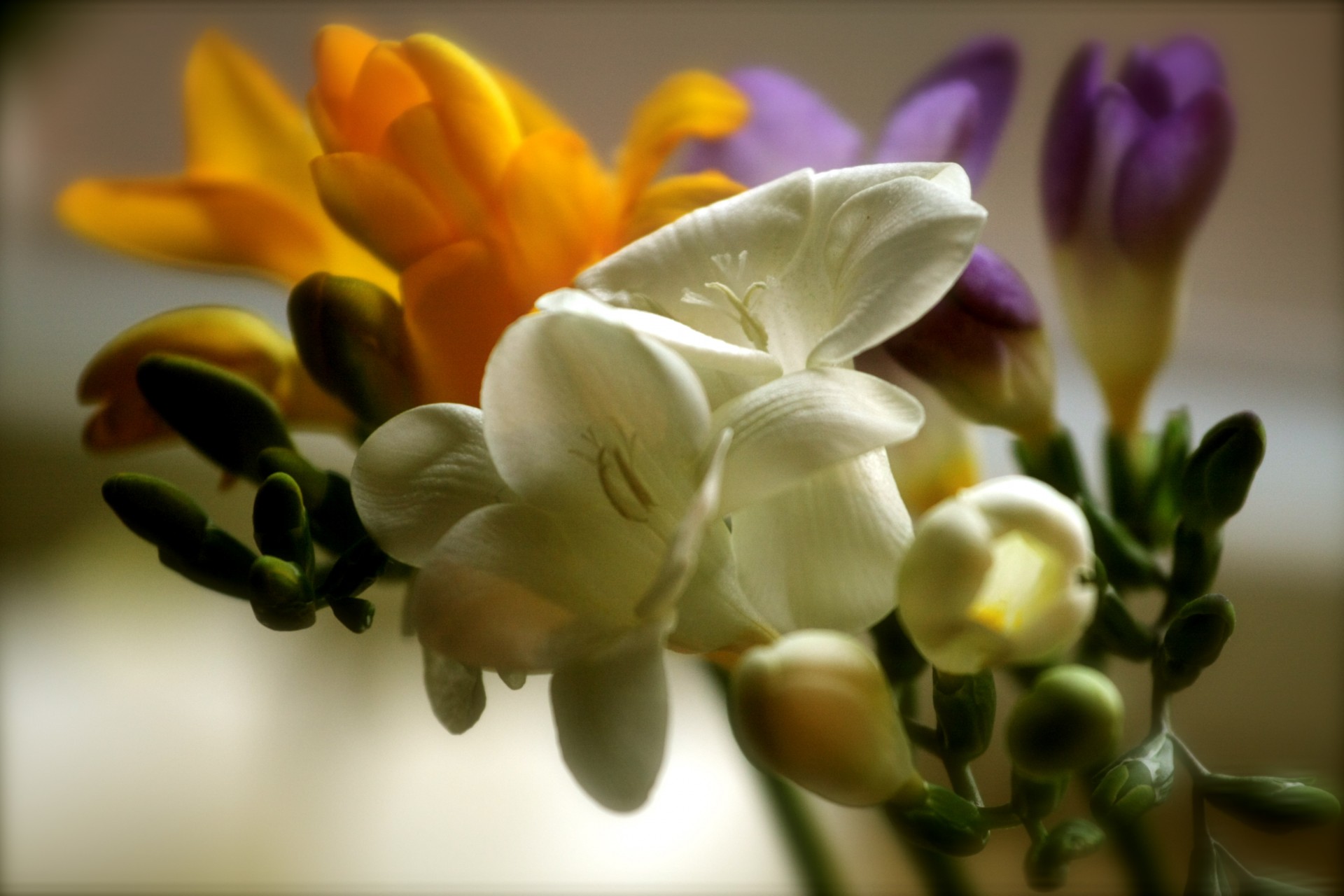 flores colores delicados amarillo blanco púrpura mactro