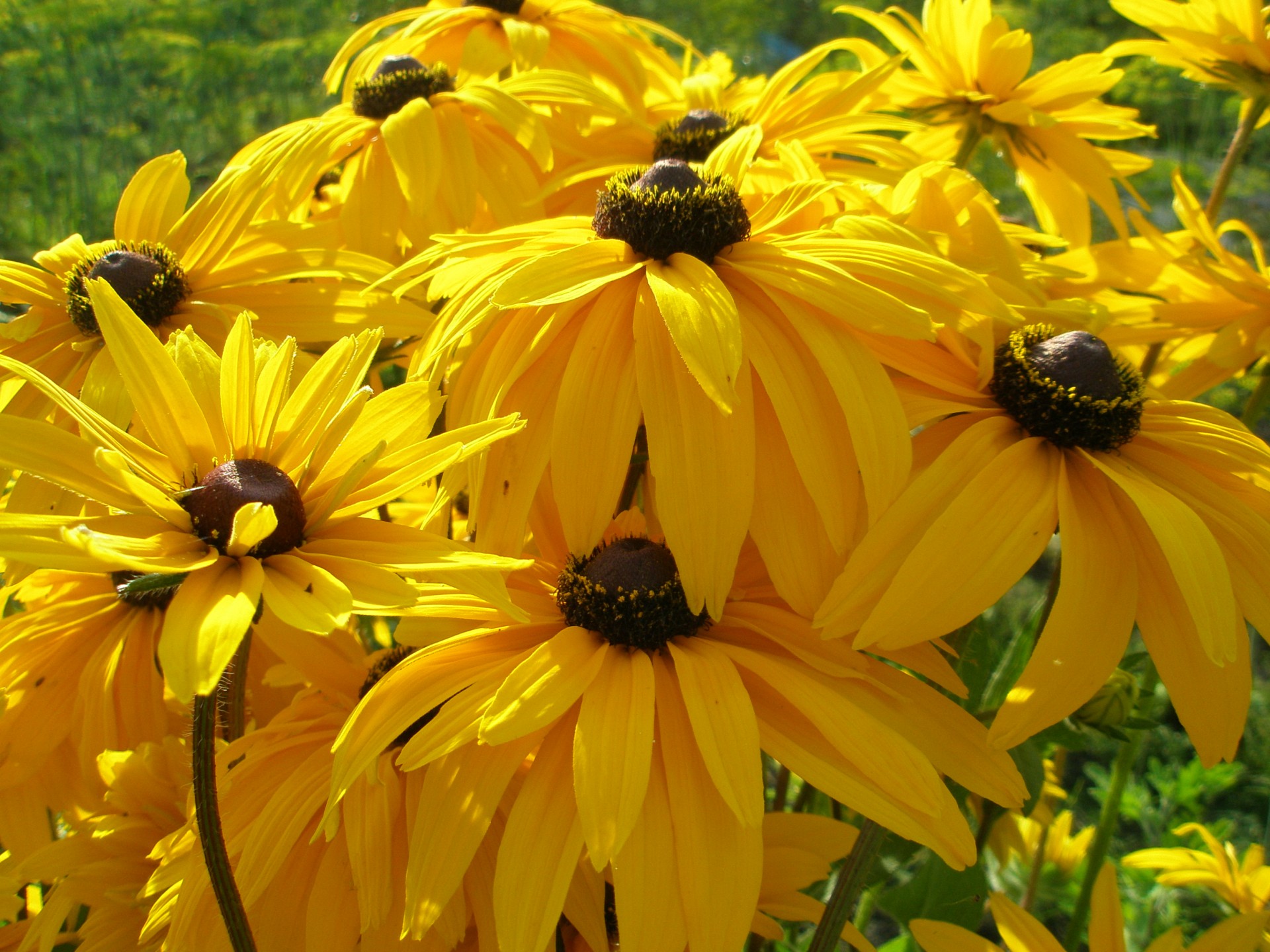 gänseblümchen datscha sommer