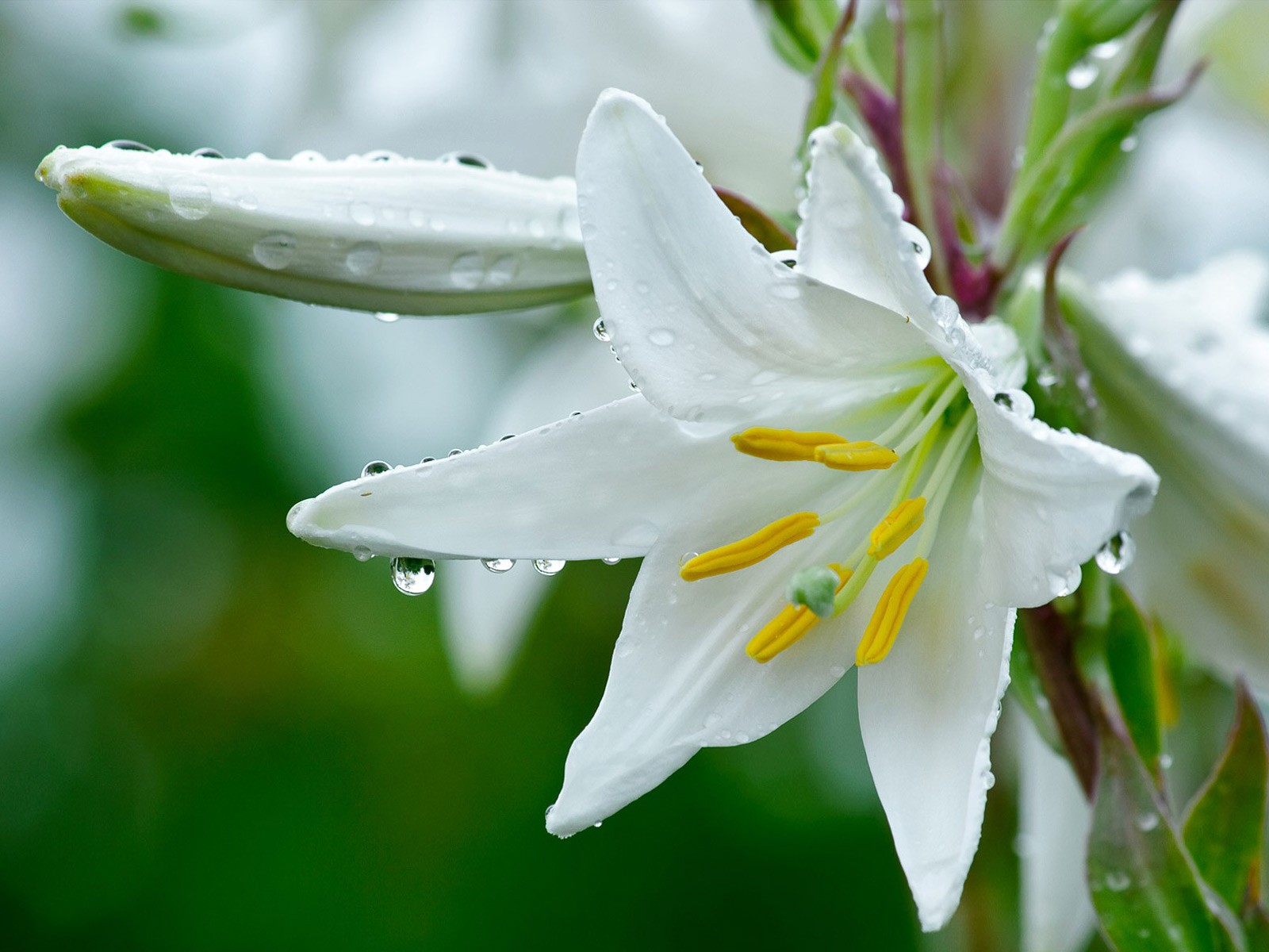 fiore giglio bianco goccioline di rugiada