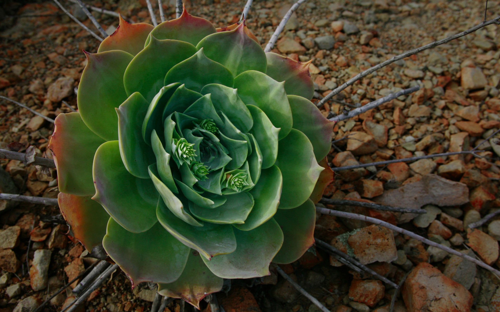 planta guijarros ramas