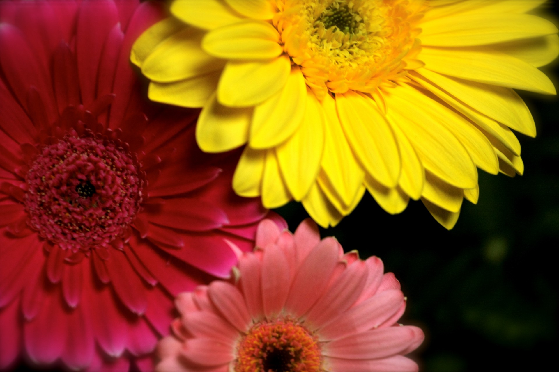 gerbera fiori rosa giallo