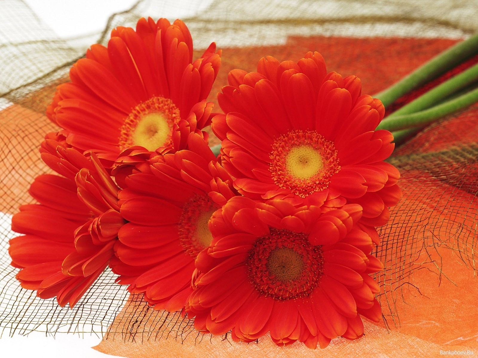 gerbera bouquet arancione bellezza