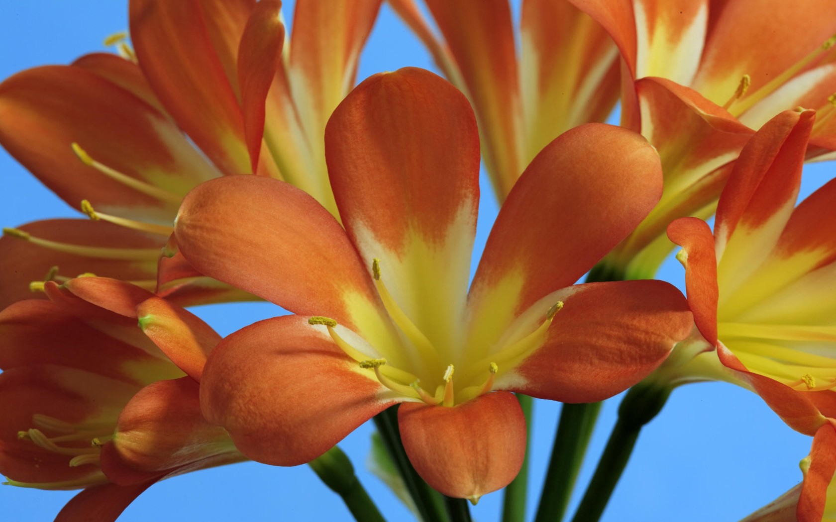 fleur rouge gros plan clivia