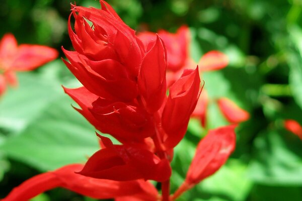 Plante rouge dans la nature