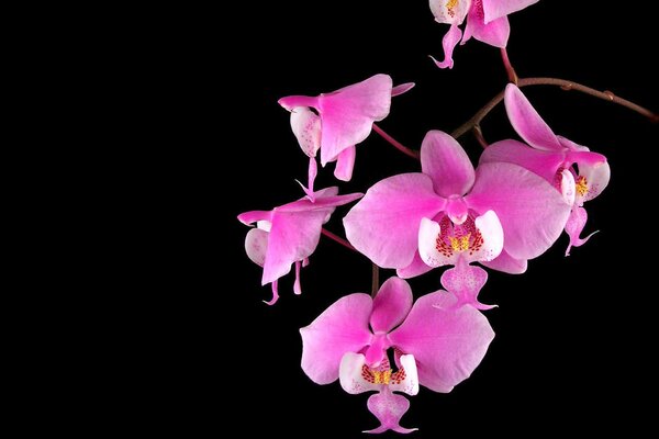 Beautiful orchid on a black background