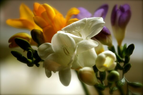 Macro shooting of flower buds