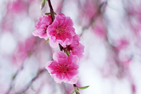 Flor de manzana rosa