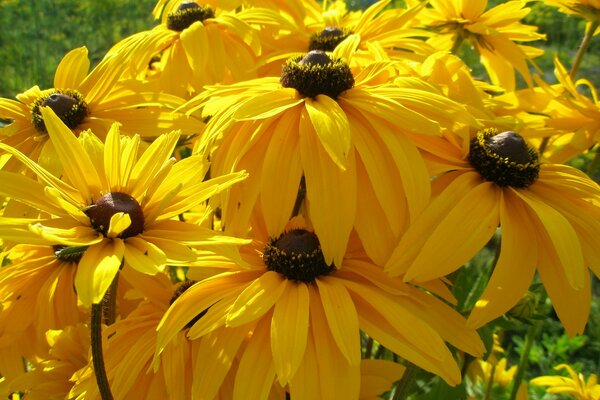 Fleurs dans la nature chez grand-mère