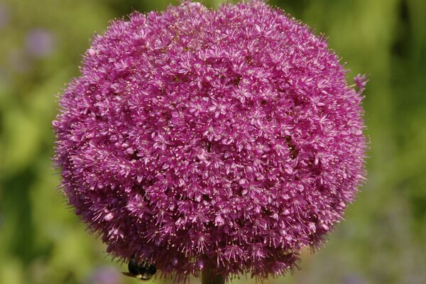 Eine Blume in Form einer Kugel mit einer sitzenden Hummel