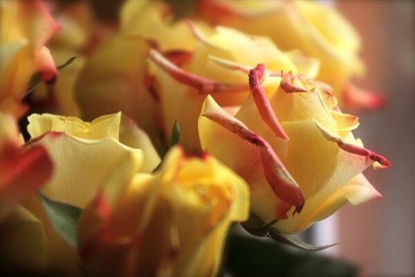 Bouquet of beautiful yellow roses