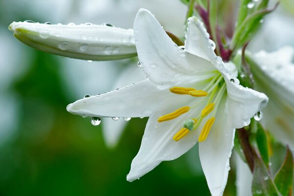 Dewdrops on a fragrant lily