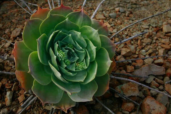 Die Blumenreinigung ist auf steinigem Boden gut verwurzelt